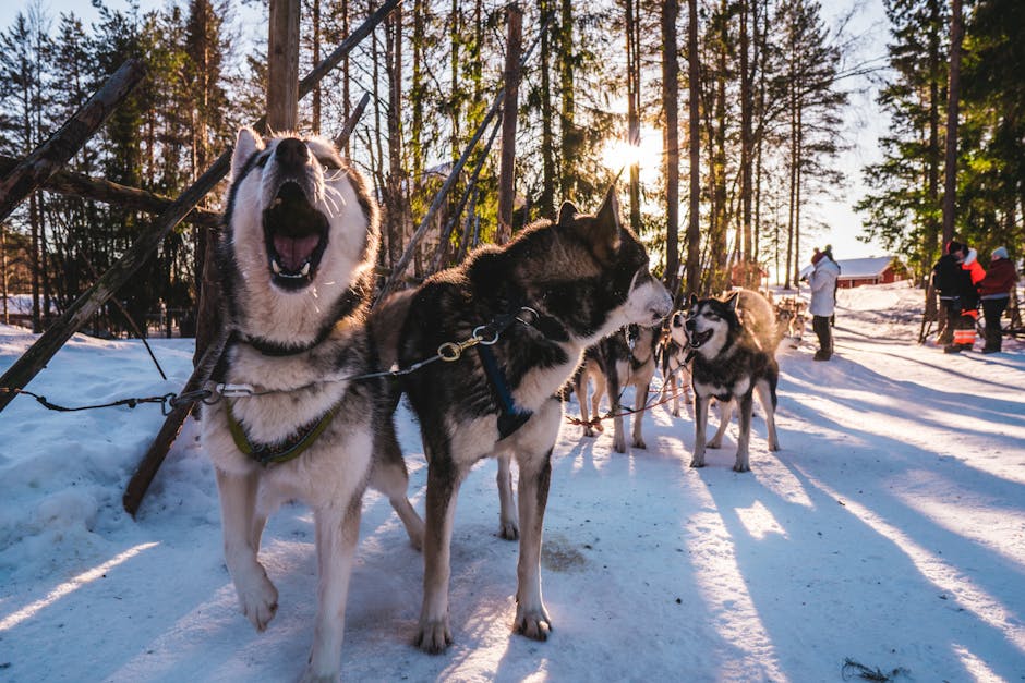 Featured image for Top SRT-LeBron Huskies Pros, Care, and Breed Info