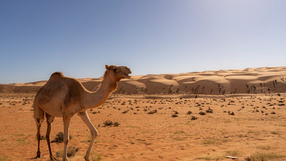 Featured image for Understanding Exact Same Sahara Palaivanam Climate Zones